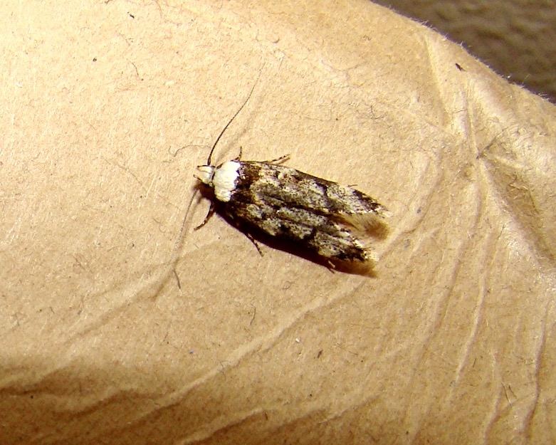 white-shouldered house moth